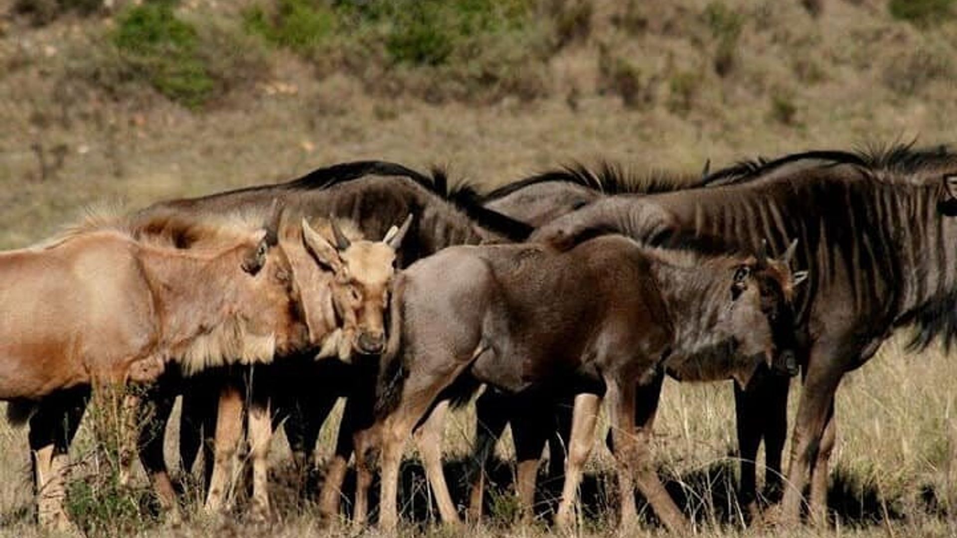 Excursión de 2 días a la ruta del jardín en grupo pequeño Big 5 Safari Tour desde Ciudad del Cabo