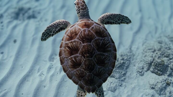 Aruba Private Turtle Snorkeling Tour with Videography