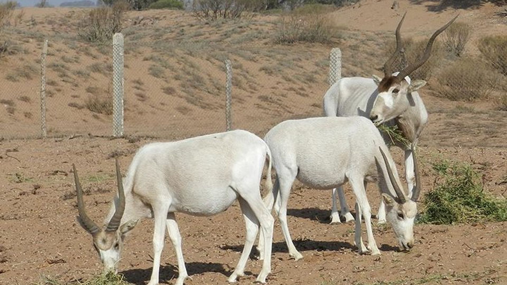 Private Discovery - Animal Park Souss Massa 4x4