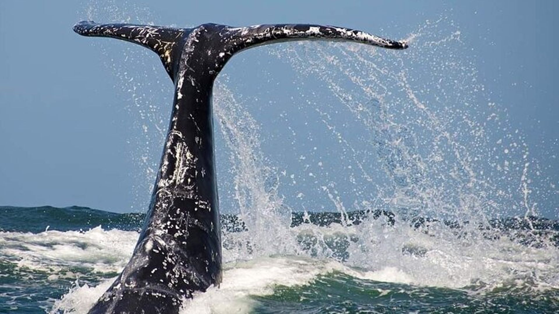 Whale Watching in Hermanus