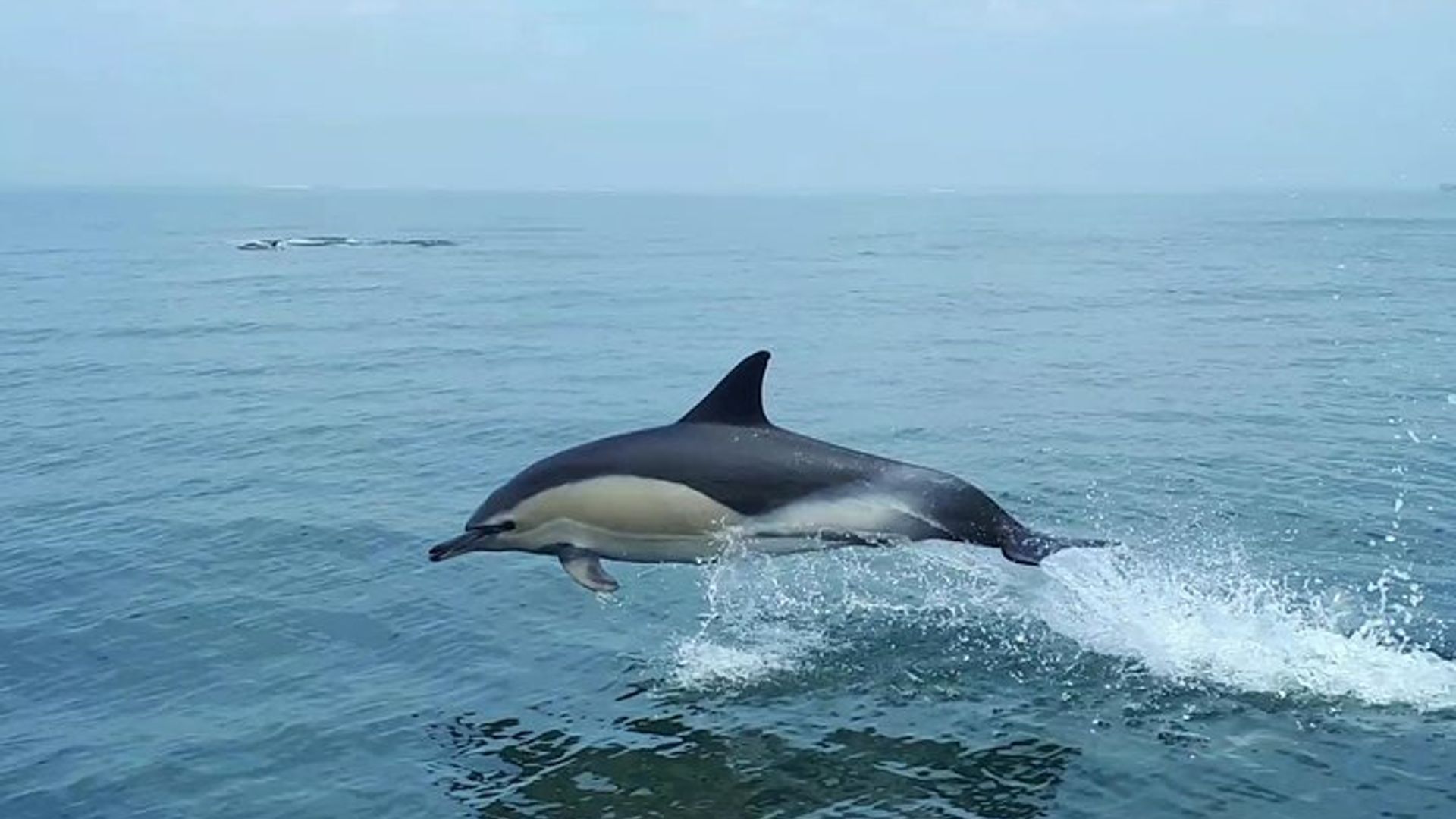 Lisbon Small-Group Dolphin Watching Cruise image 2