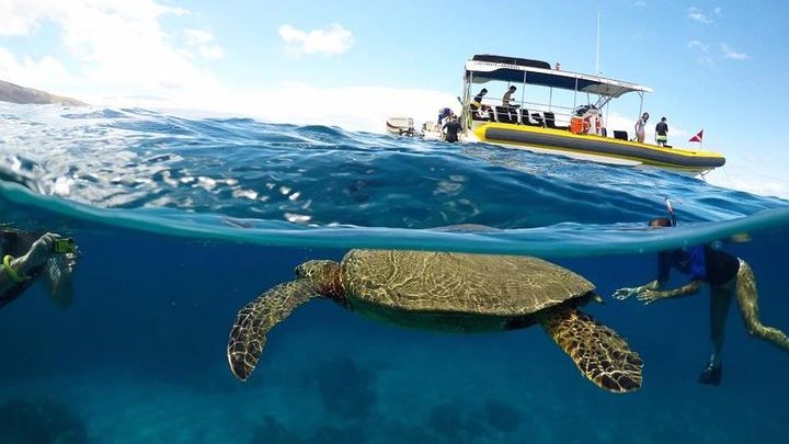 Lanai Snorkeling & Dolphin Adventure – Small Group Tour