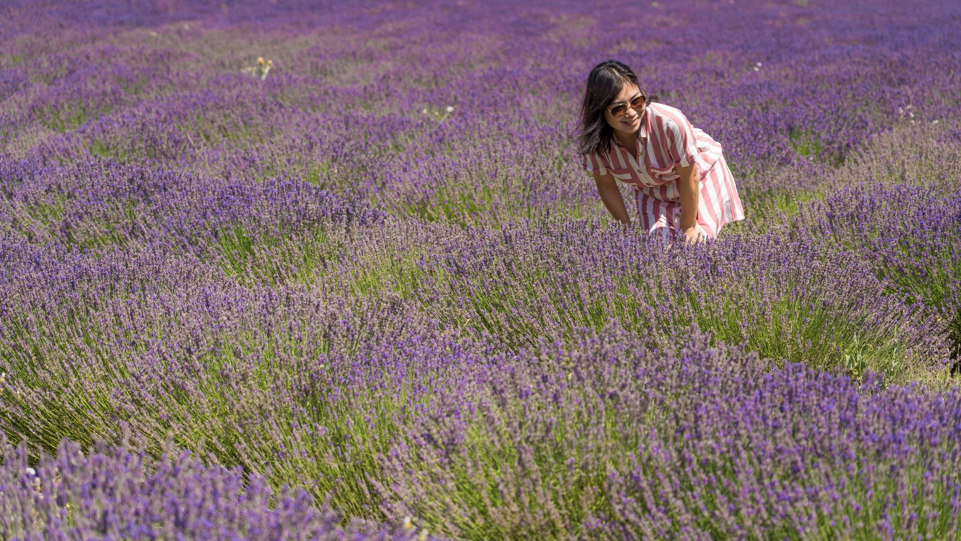 Lavendel Morgentour Sault