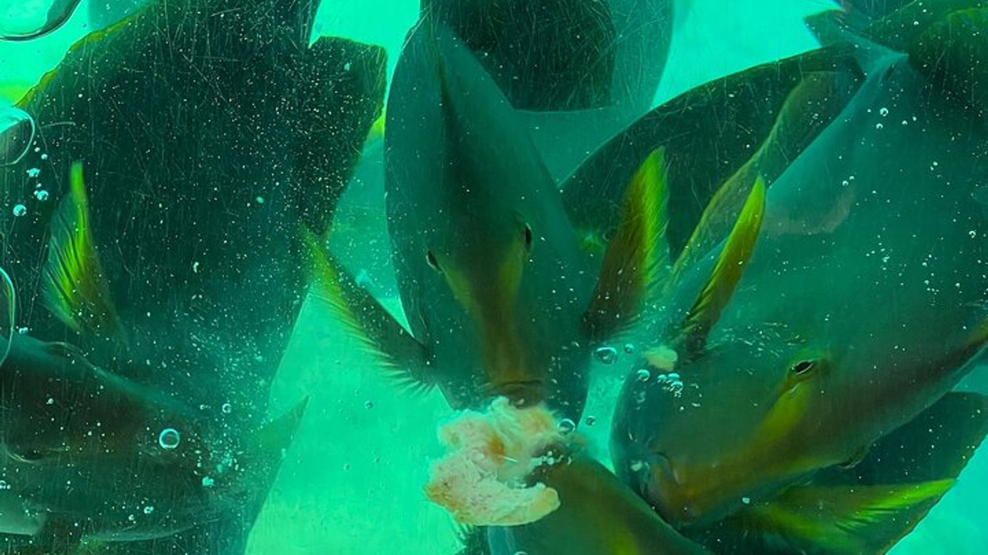Discover Scuba Diving in Mombasa