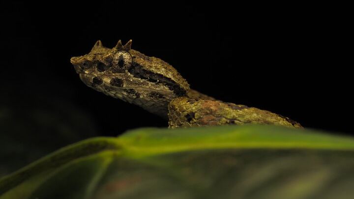 Monteverde Night Walk: Guided Wildlife Tour