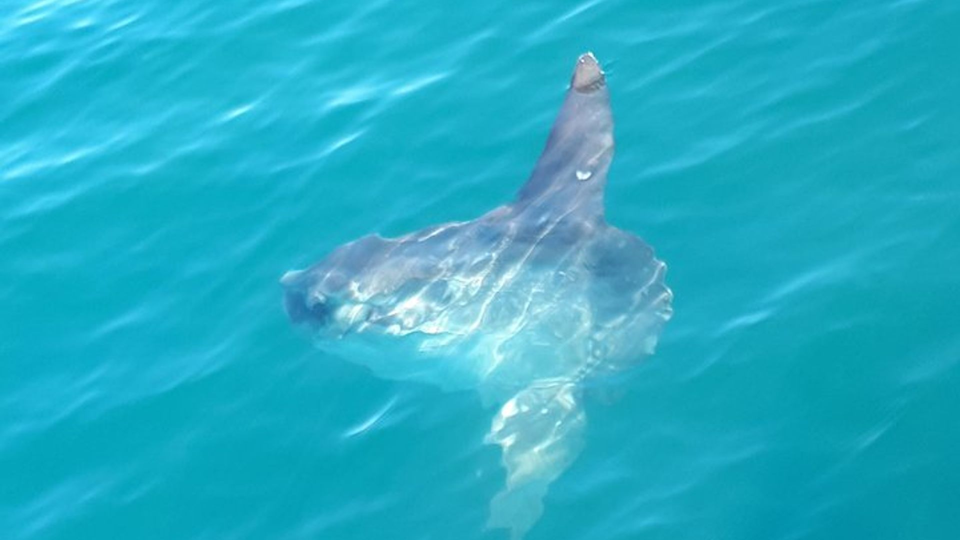 Crucero de avistamiento de delfines para grupos pequeños en Lisboa