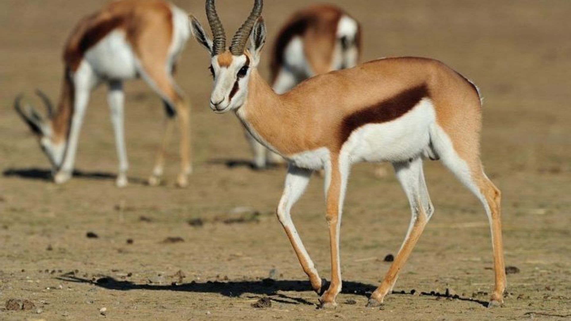 Johannesburg to Cape Town 10-Day Private Safari Tour