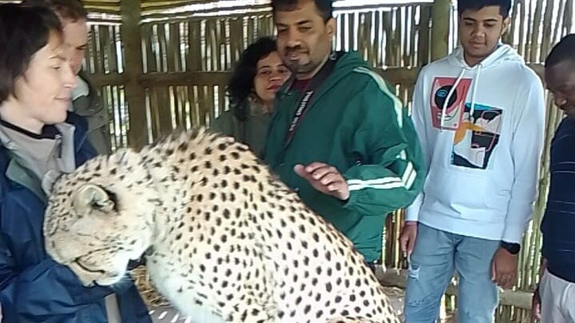 Cheetah Outreach, Gordon’s Bay, and Strand Beach Tour