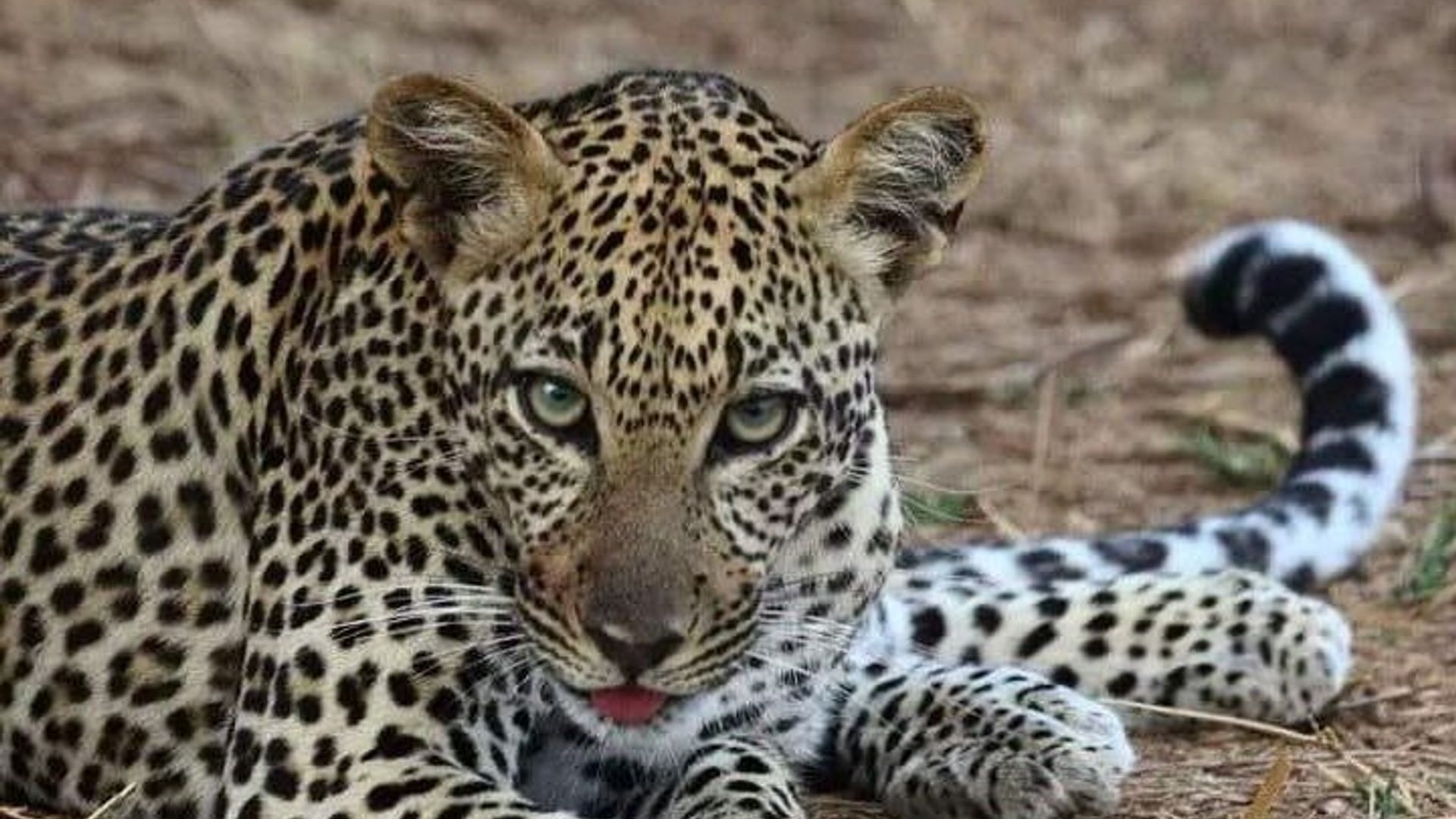 3-Day Tsavo West Train Tour from Mombasa