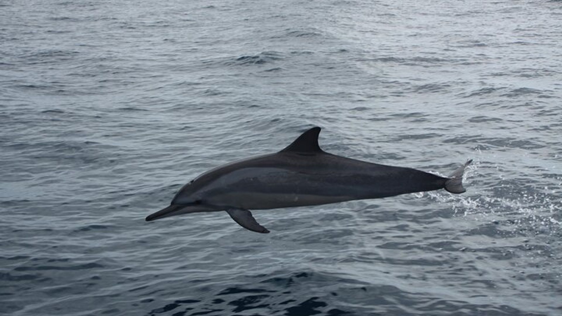 Dolphins and whale encounter on the West Coast of Mauritius
