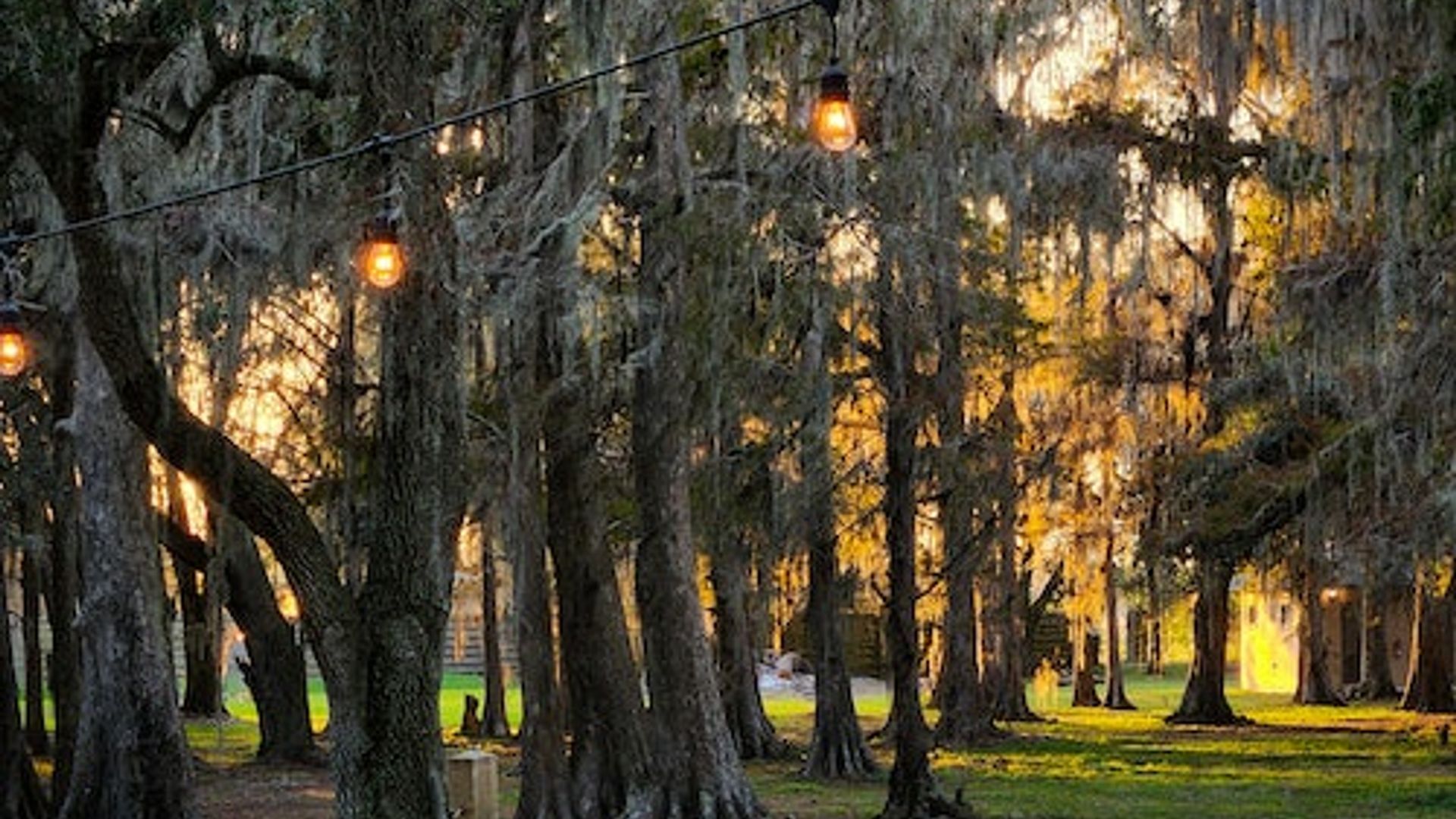 Kissimmee: 1-Hr Boggy Creek Night Everglades Airboat Tour