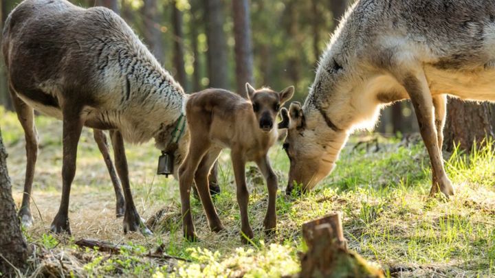Rovaniemi: Summer & Autumn Reindeer Farm Visit - Small Group