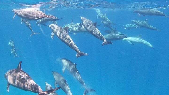 Swim With Dolphins at Dolphin House With Lunch - Hurghada