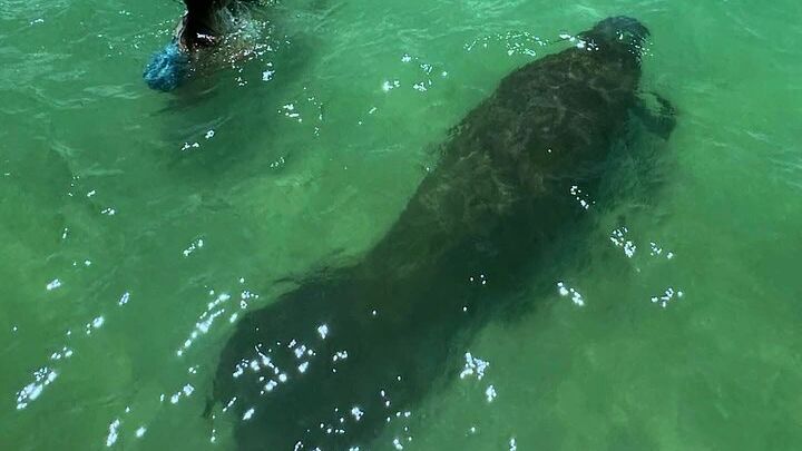Clearwater Private Pontoon Boat Tour with Optional BBQ