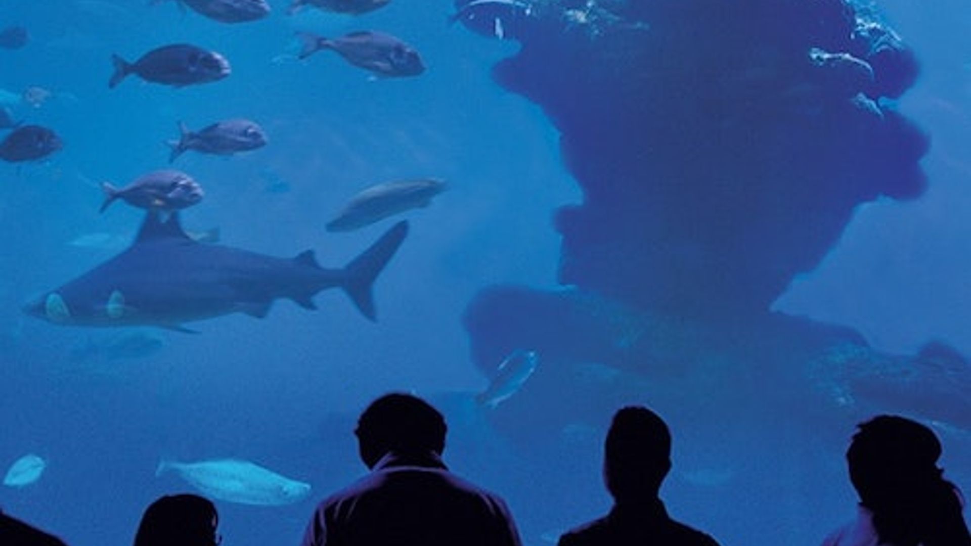 Aquário de Palma: Ingresso Sem Fila + Cinema 3D Aquadome Opcional