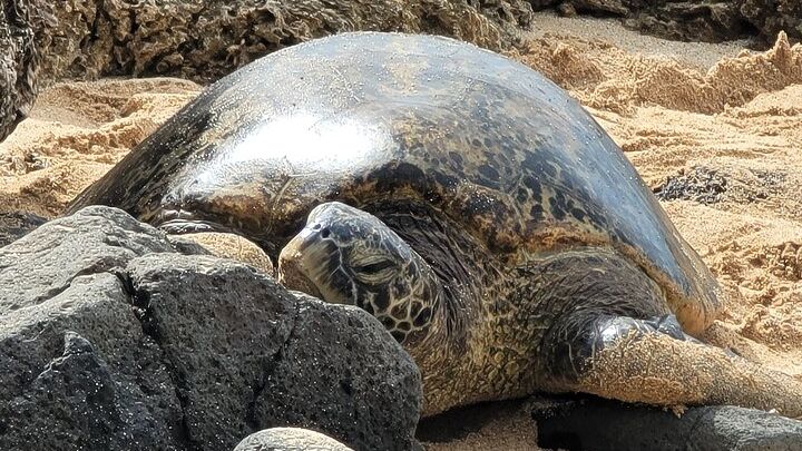 Oahu Fun Circle Island Guided Tour with Pickup