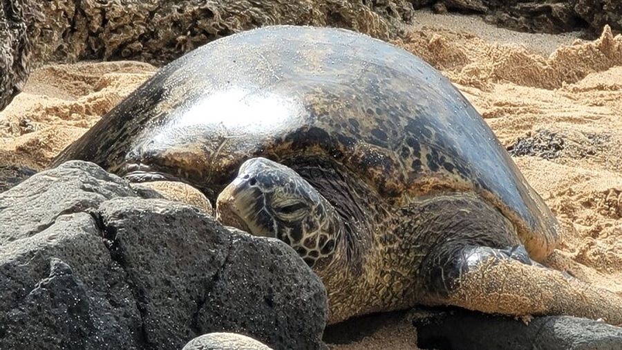 Oahu Fun Circle Island Guided Tour with Pickup