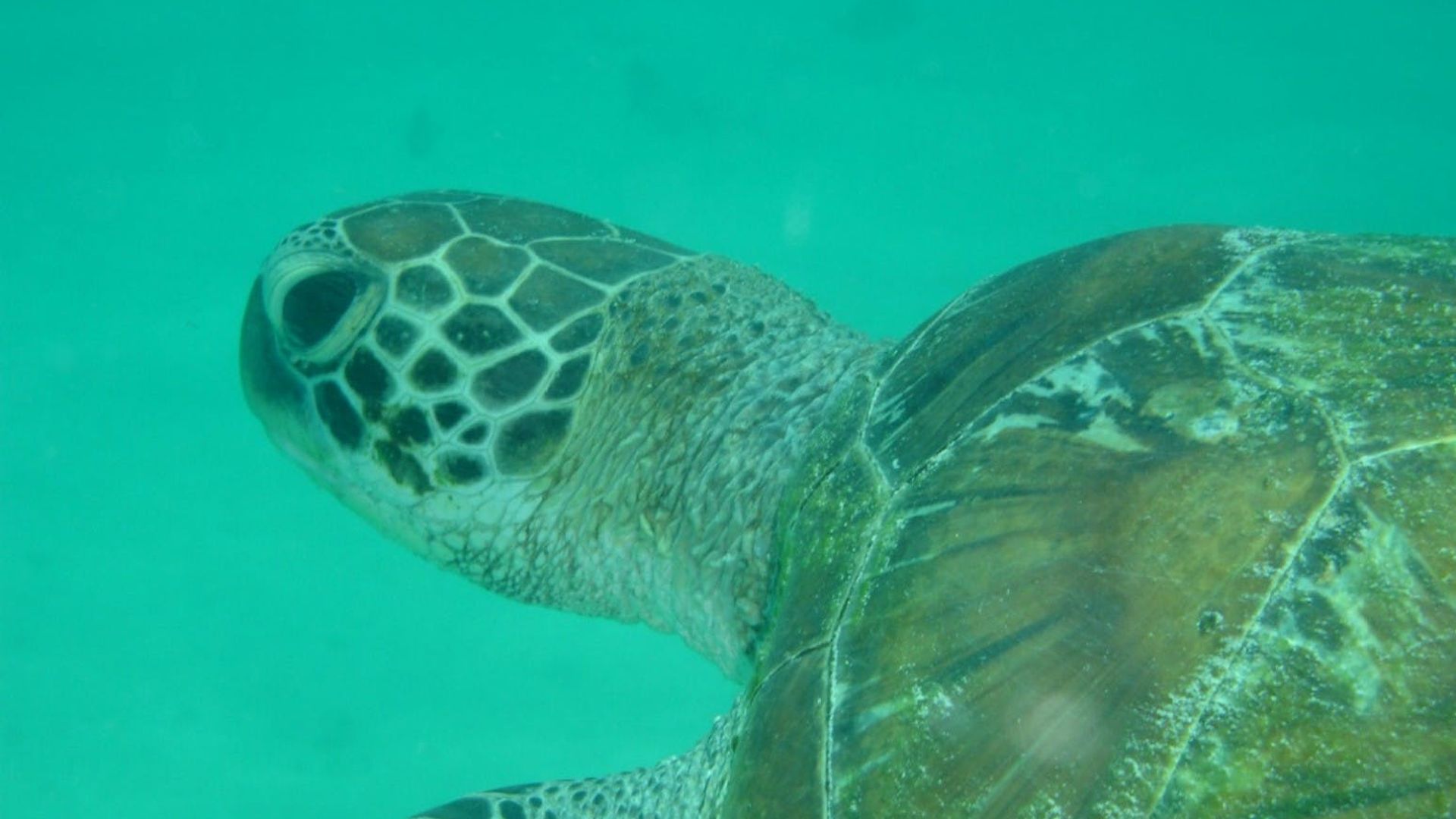 ทัวร์ดำน้ำตื้นที่ Kisite Marine Park กับ Pilli Pipa dhow