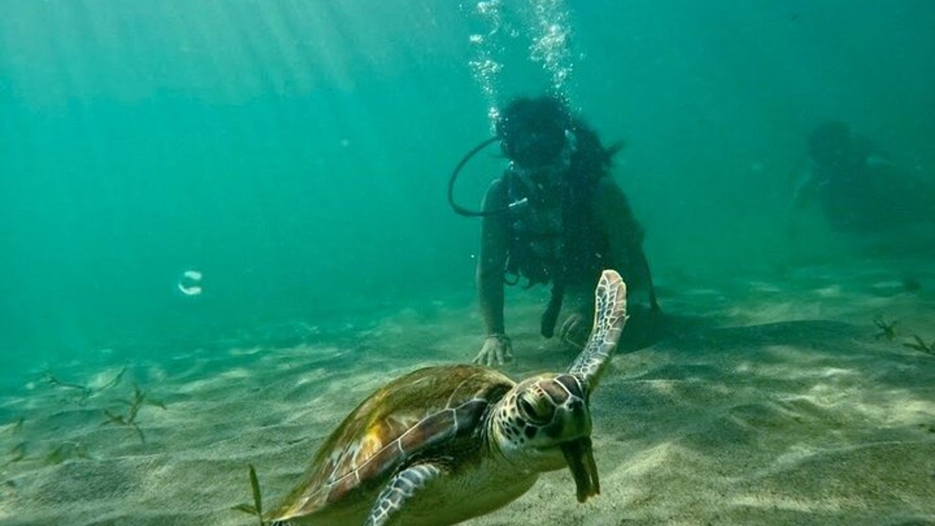 Beginner Scuba Diving with Turtles + Free Videos West Palm beach
