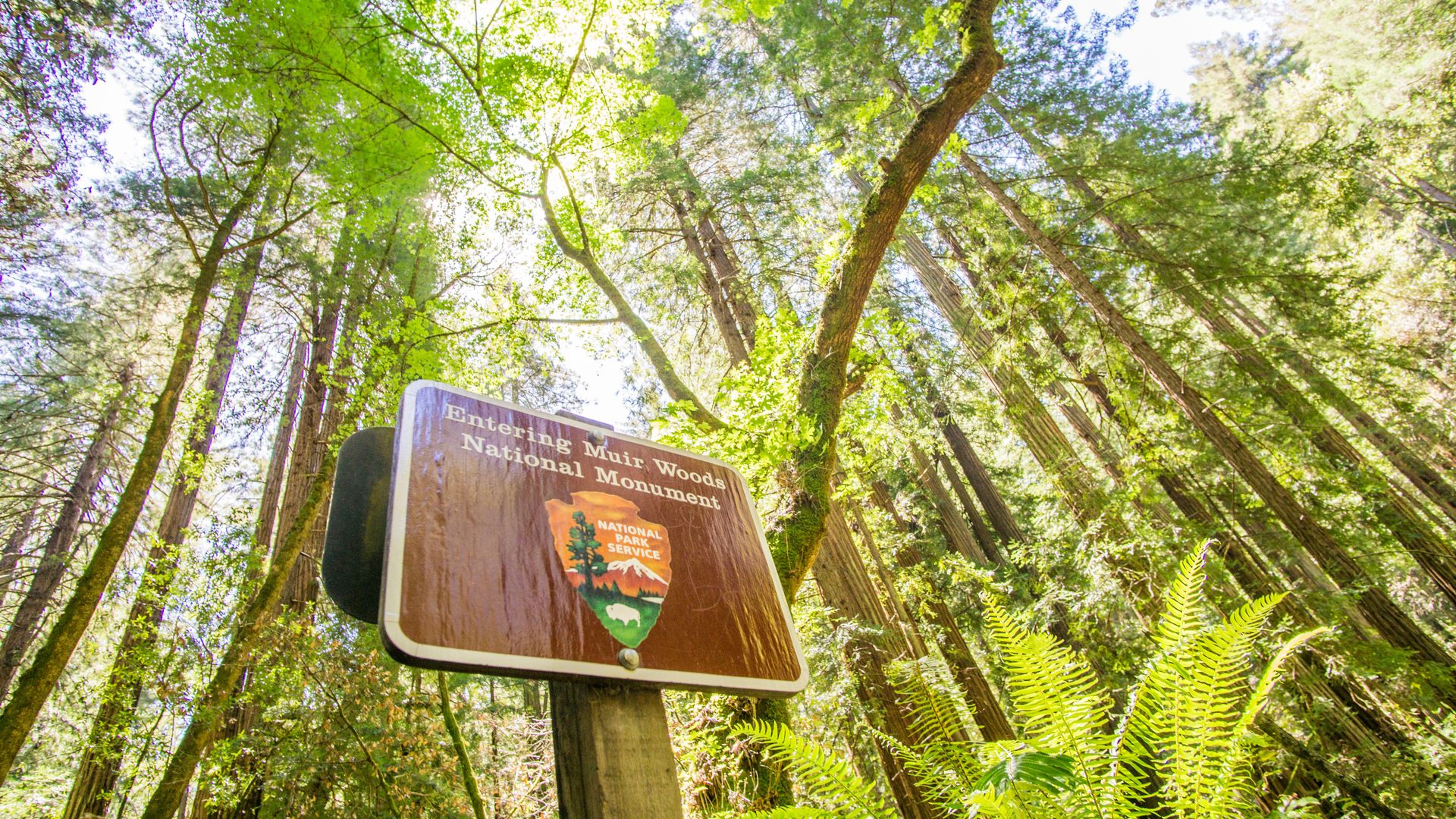 City & Woods: Hop-On Hop-Off Tour & Muir Woods Tour image 1