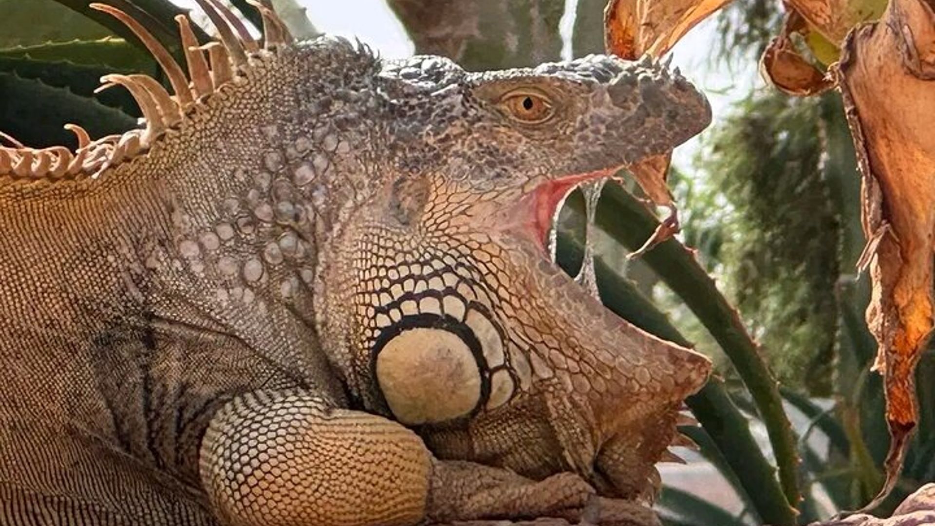 Crocoparc and Goat Climbing the Tree Agadir