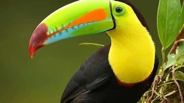 Curi-court Bird-Watching tour