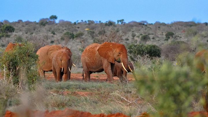 1-Day Tsavo East National Park Wildlife Safari From Mombasa