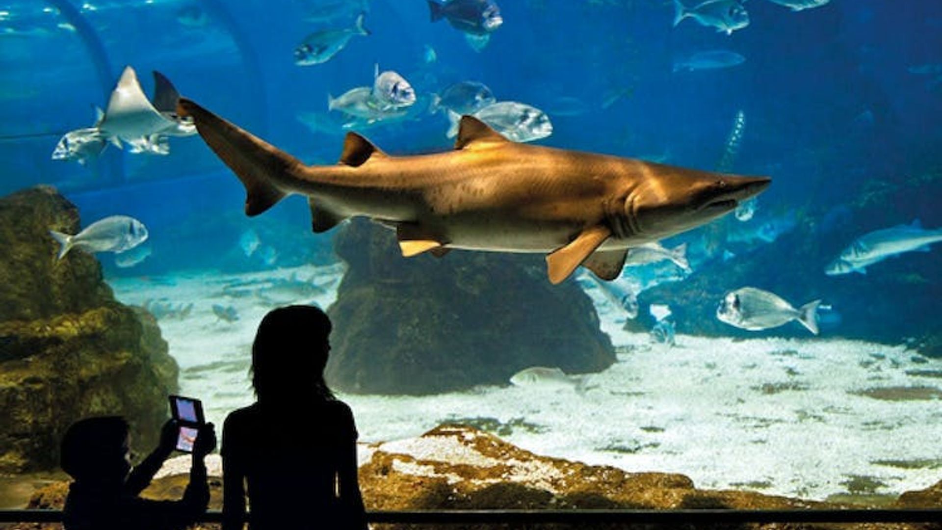 Barcelona Aquarium skip-the-line tickets