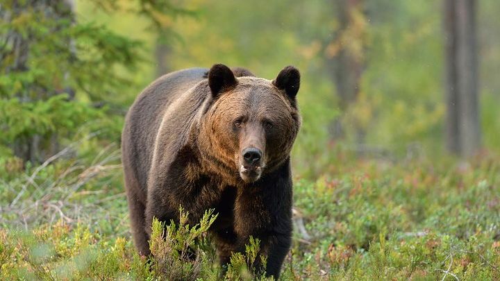 Carpathian Wilderness: A Wildlife Experience from Brașov