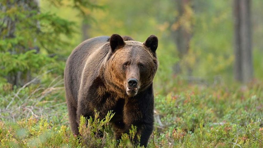 Carpathian Wilderness: A Wildlife Experience from Brașov