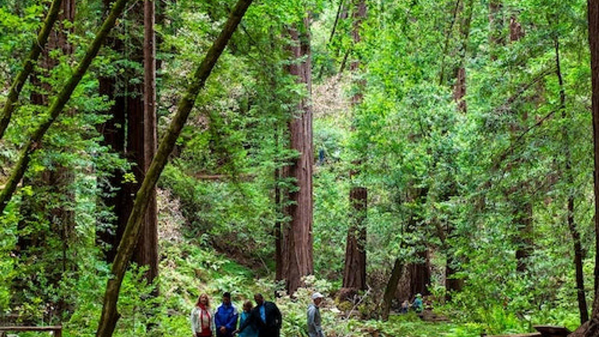 From San Francisco: Day Trip to Redwoods & Wine Country image 3
