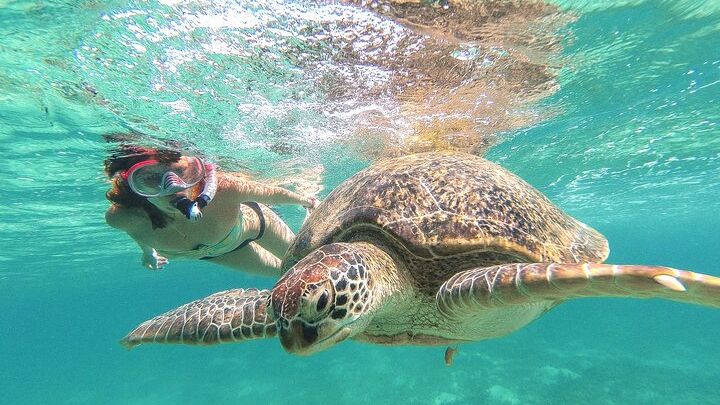 Tour to Tulum and Akumal with Swim with Turtles from Tulum