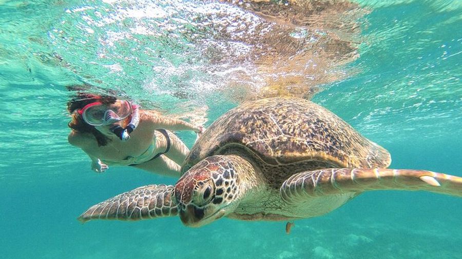 Tulum and Akumal Tour With Turtle Swimming