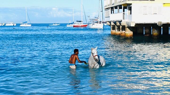 See the Barbados Swimming Horses + Exclusive Stable Access