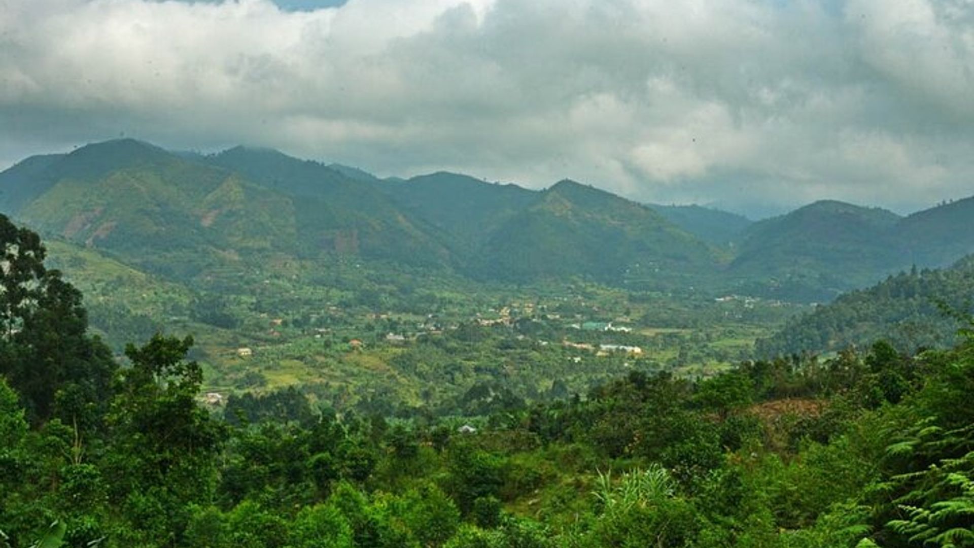 Gorilla & Rwenzori Expedition in Uganda - 15 days