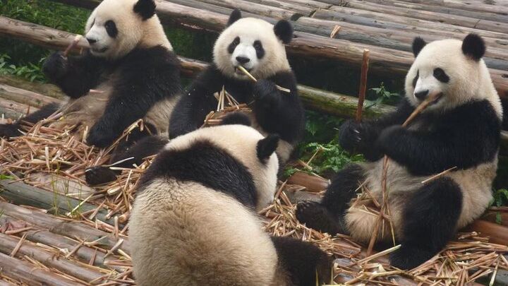 Chengdu Panda Research Base Entry and Optional Private Tour