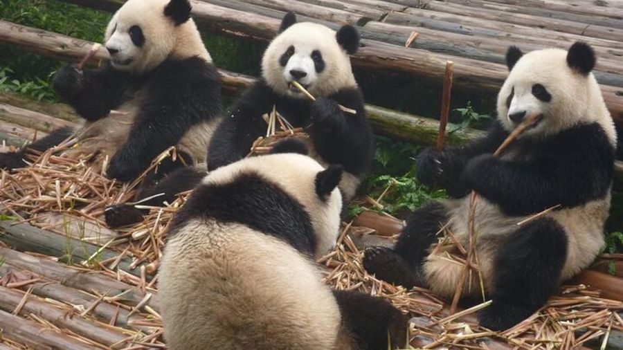 Chengdu Panda Research Base Entry and Optional Private Tour