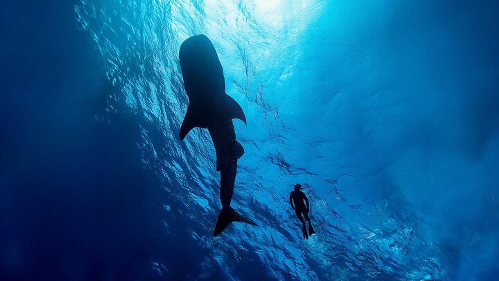 Whale Shark Snorkeling Experience from Cancun and Riviera Maya image 1