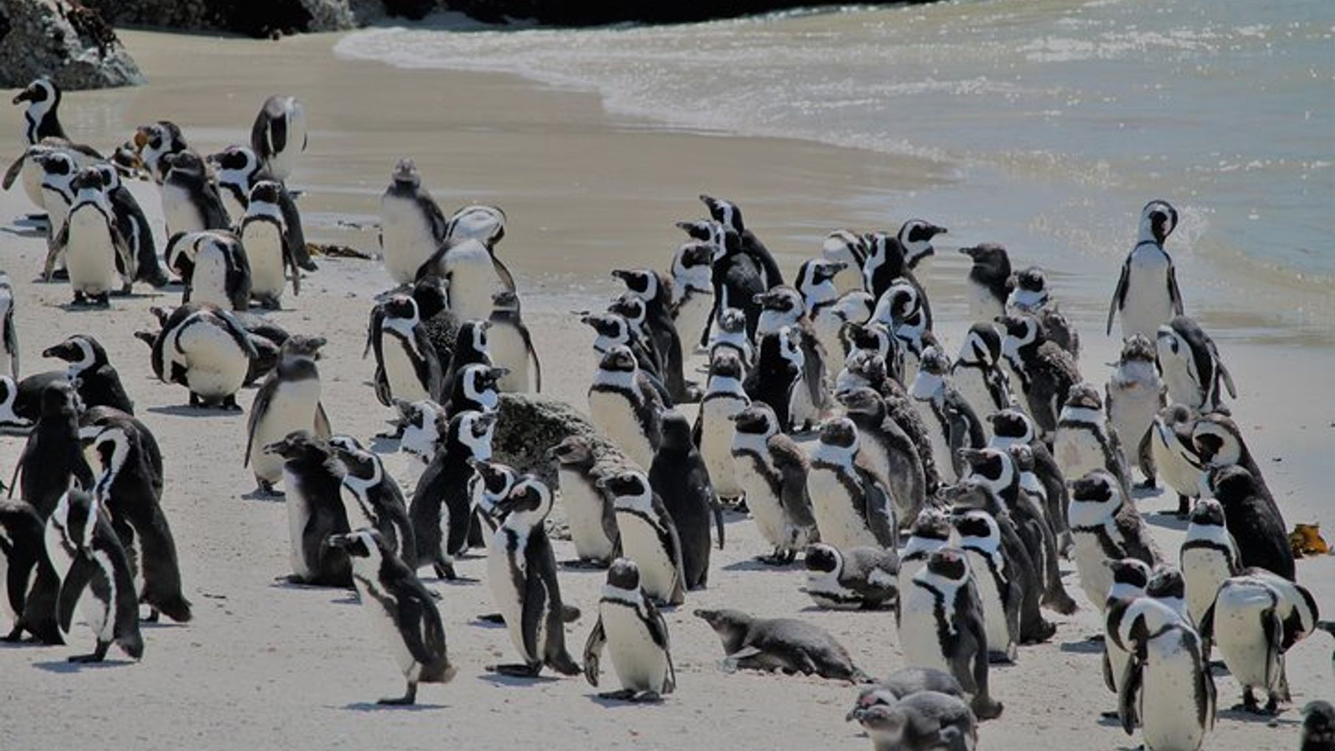Tour de medio día de encuentro con pingüinos en la playa de Boulders