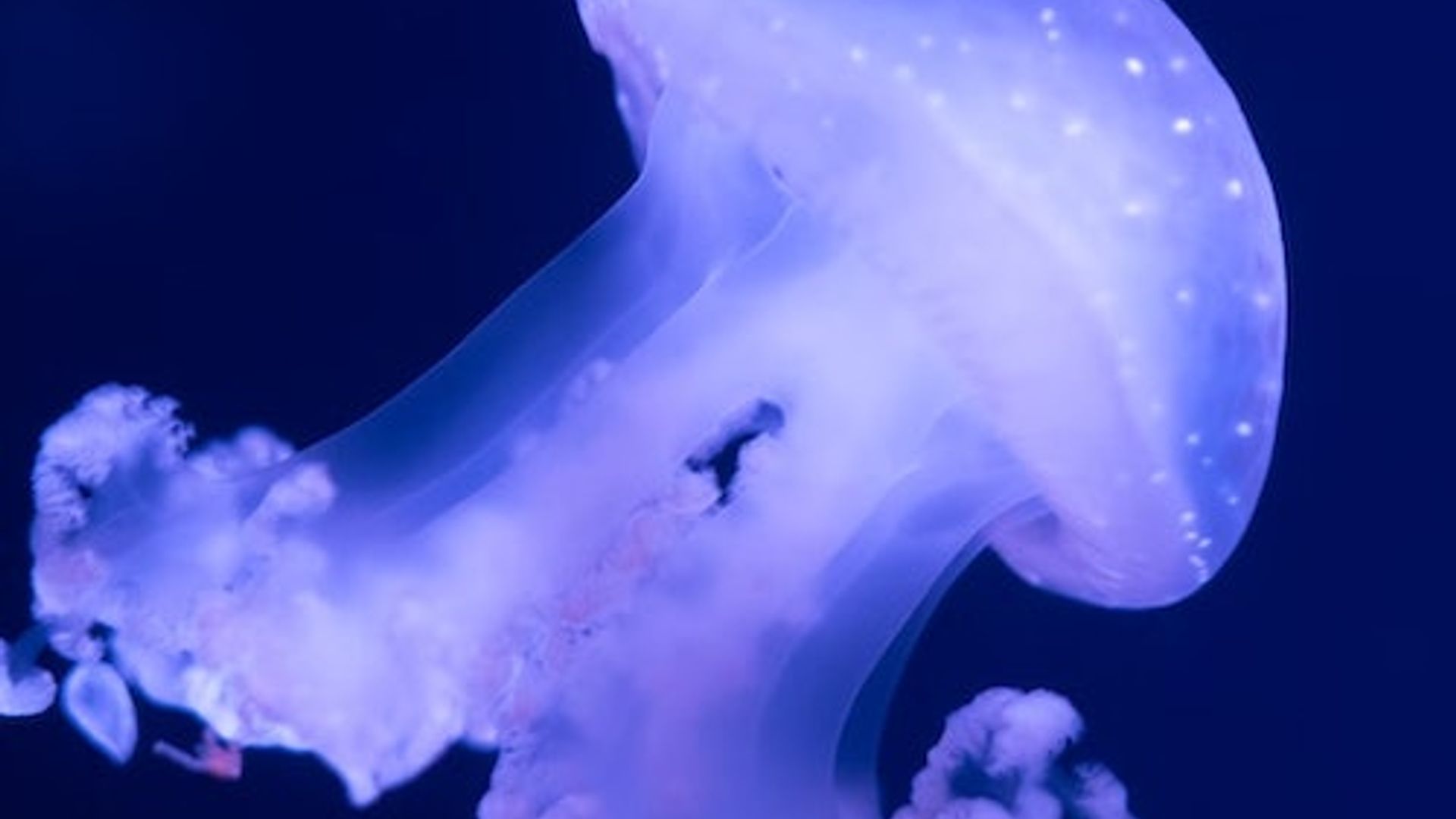 Aquarium de Paris: Annual Pass