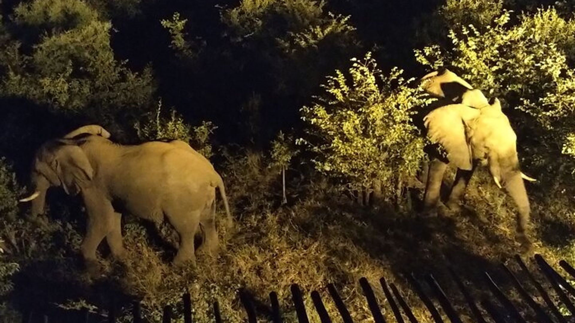 4x4 Bush Safari at Night - Stargazing - Wildlife Search *F-D-ES