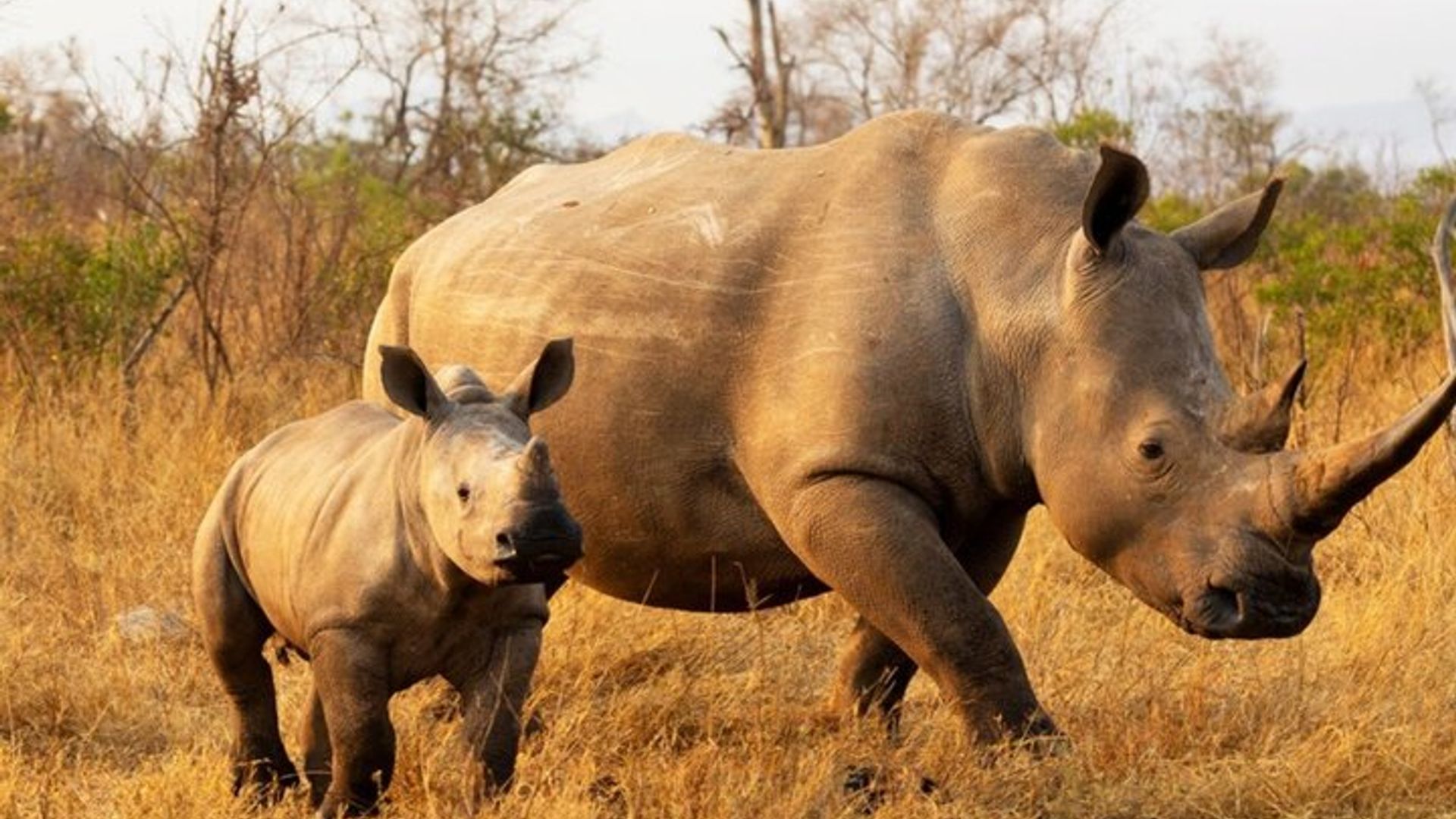 Von Kapstadt nach Durban und zur Garden Route – 7-tägige private Safari
