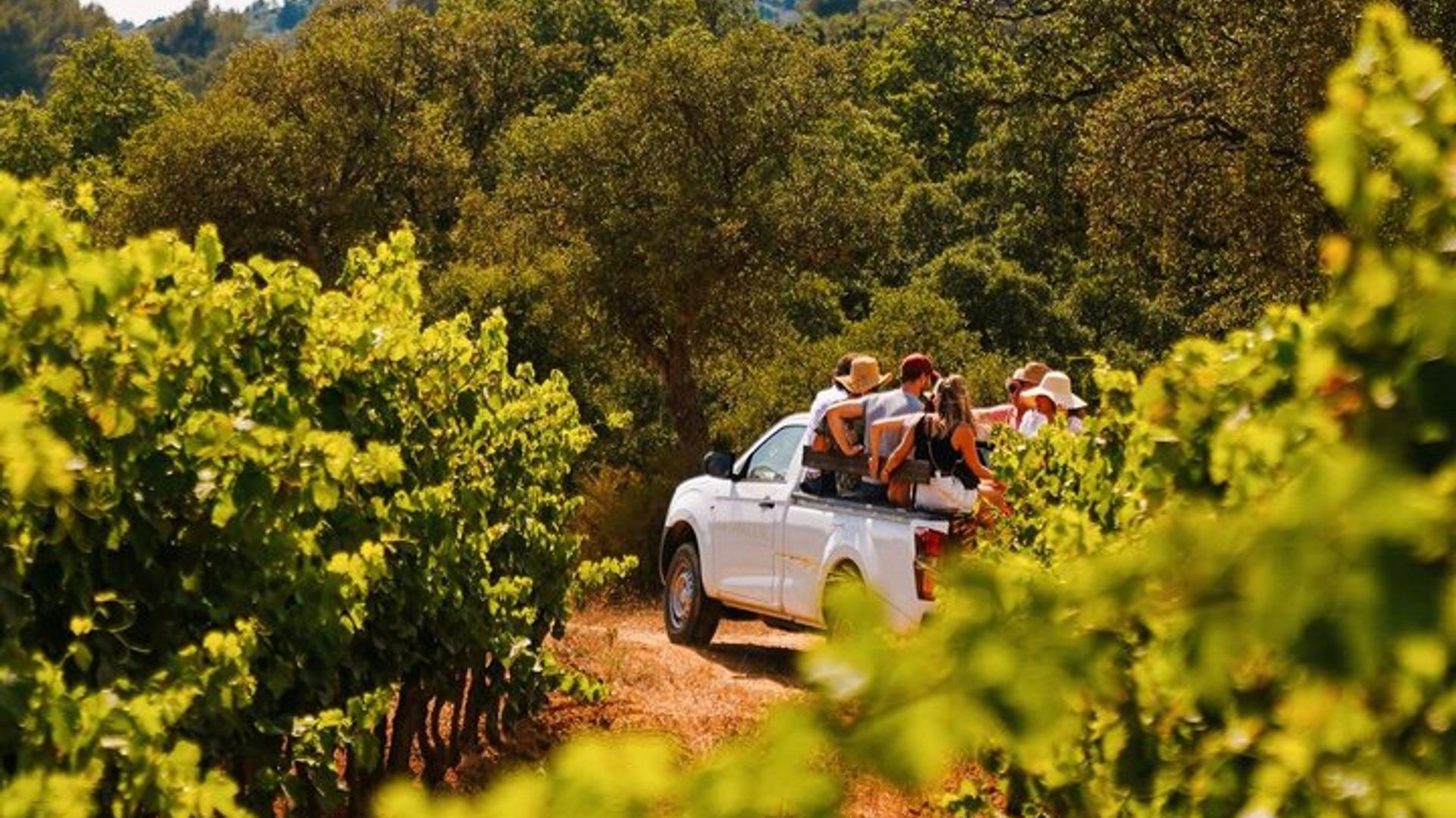 Tour en viñedo de la Riviera Francés y degustación de vinos para grupos pequeños