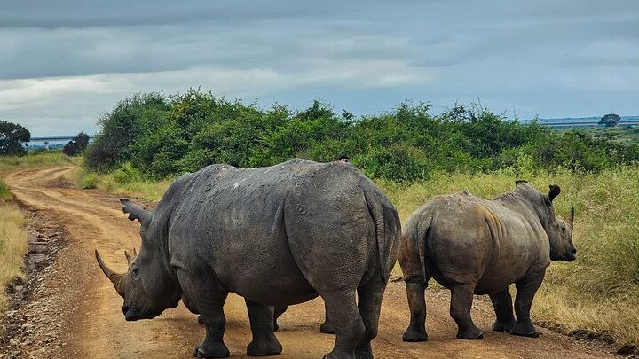 Private Safari Tour : Nairobi National Park