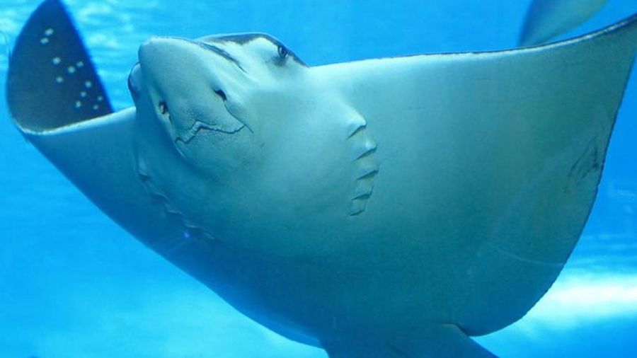 Belize Hol Chan Marine Reserve, Shark Ray Alley Snorkel Tour