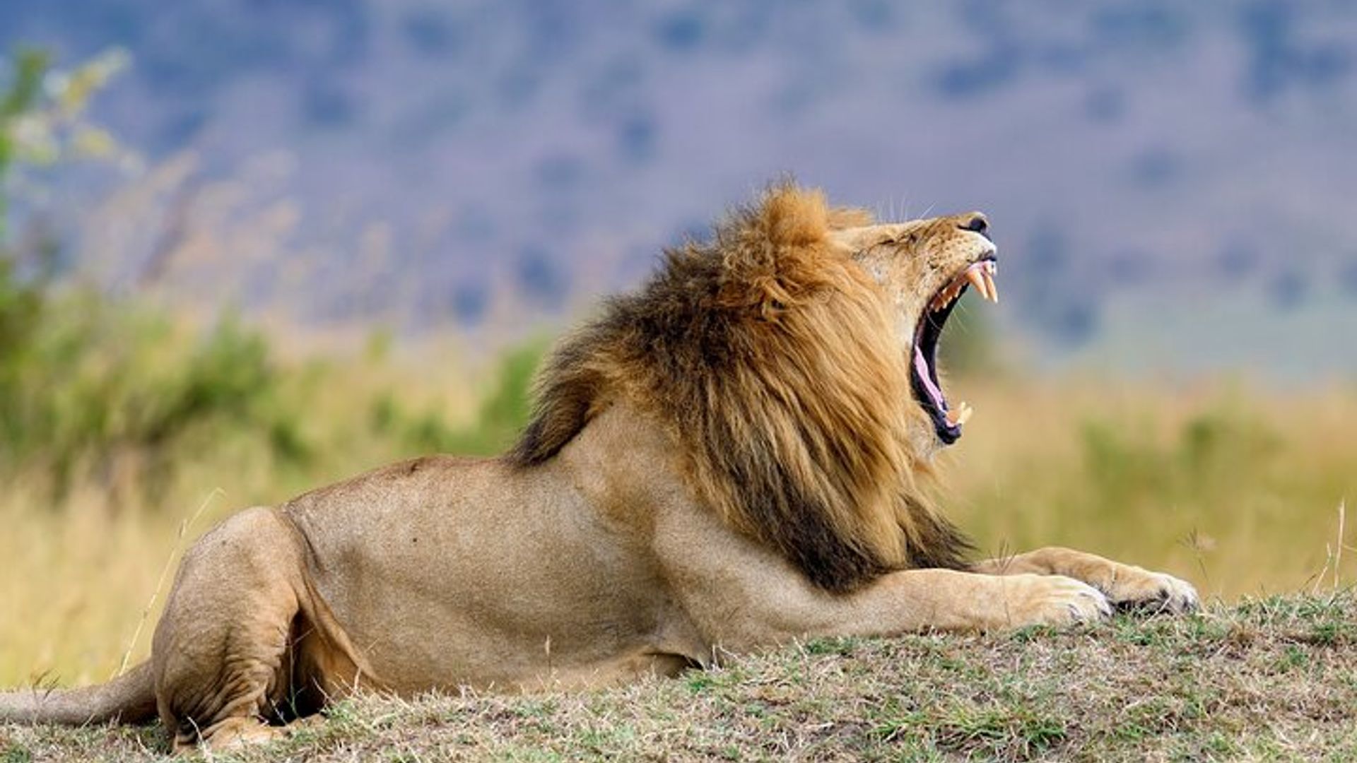 Tour de 2 noches en safari por Gondwana desde Ciudad del Cabo