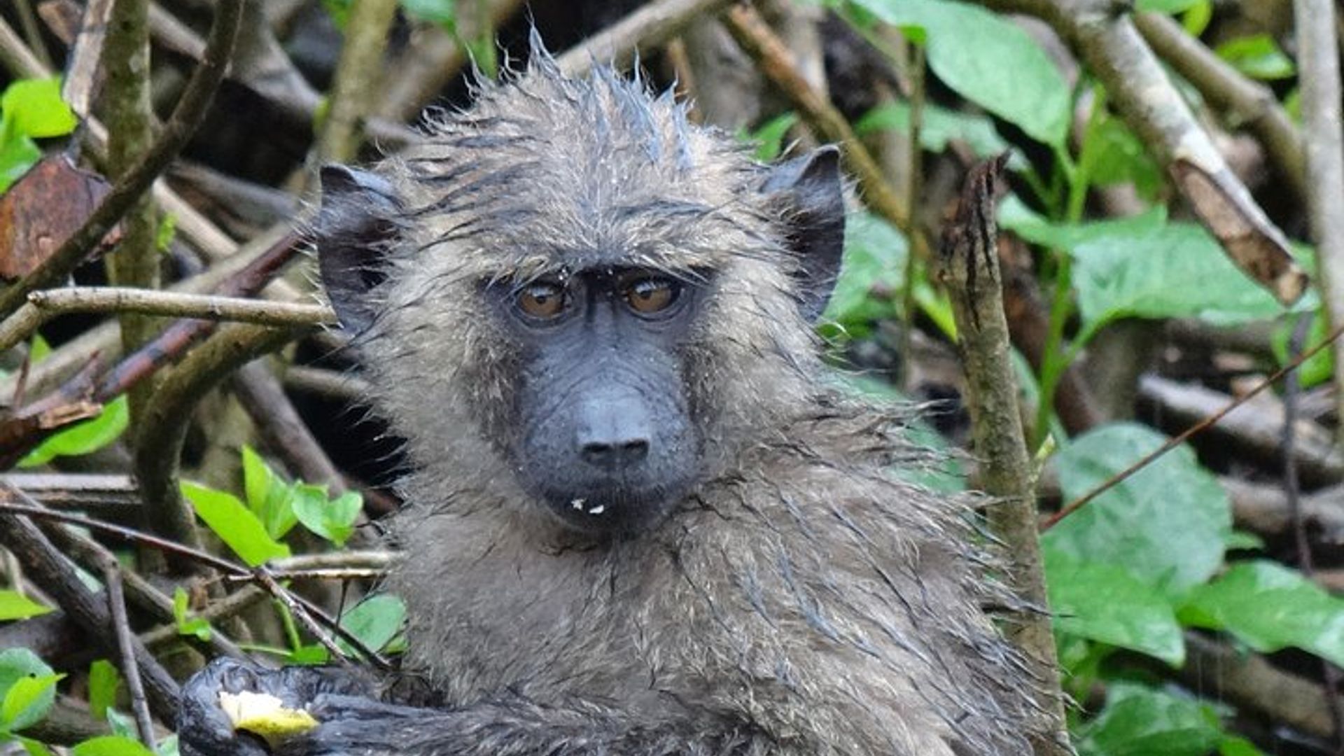 1 day chimpanzee tracking in budongo forest and kaniyo pabidi