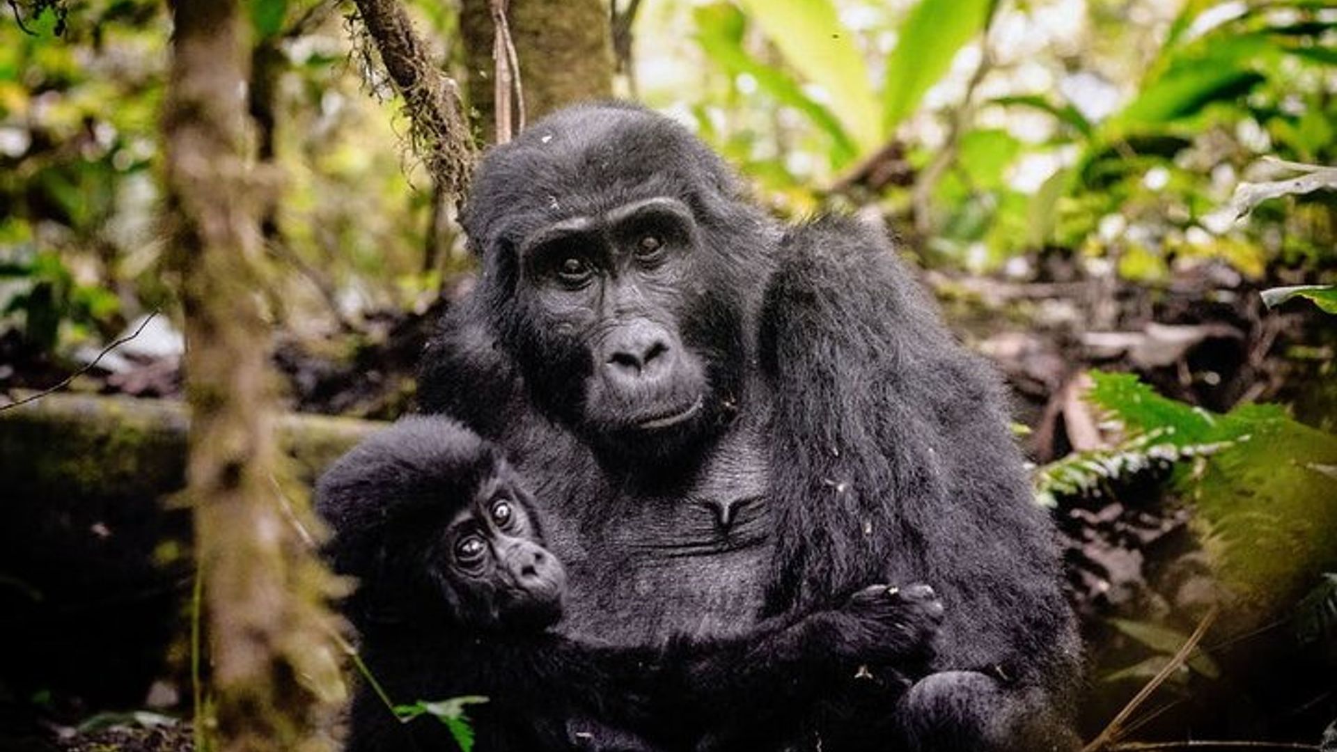 7 Days Uganda Gorilla and Wildlife safari