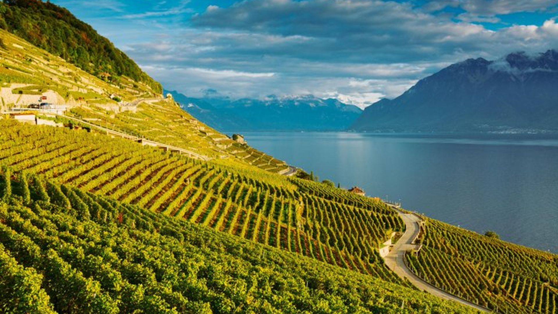 Expérience viticole et viticole de Lavaux avec croisière en bateau