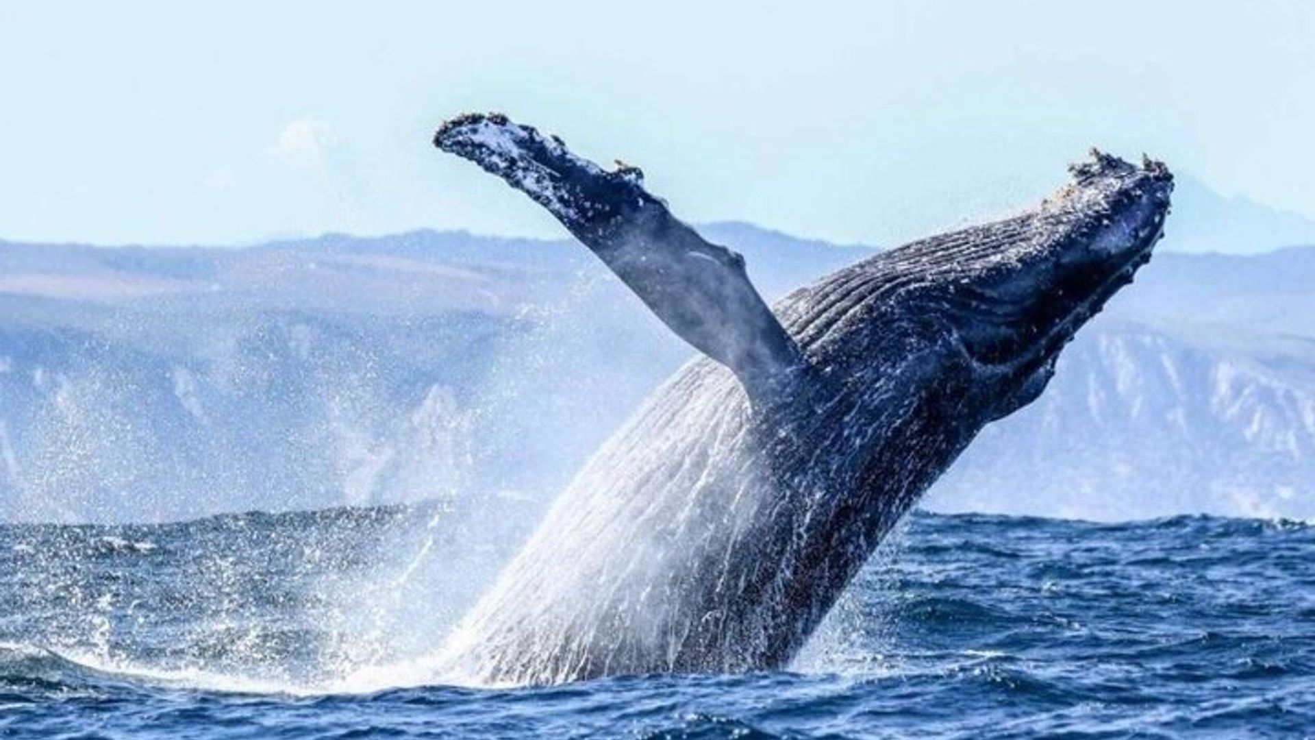 Hermanus Whale Watching Boat Tour au départ du Cap